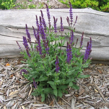 Salvia nemorosa 'Caradonna' - Caradonna Salvia Salvia nemorosa 'Caradonna' - Caradonna Salvia