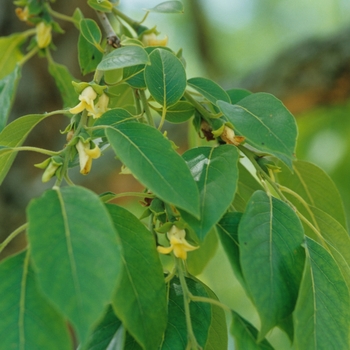 Diospyros virginiana - Persimmon