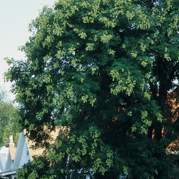 Koelreuteria paniculata - Golden Rain Tree