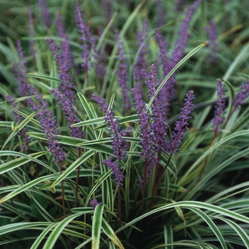 Liriope muscari ''Variegata'' - Variegated Liriope Liriope muscari ''Variegata'' - Variegated Liriope