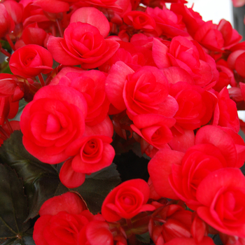 Begonia x hiemalis 'Veronica' - Veronica Begonia Begonia x hiemalis 'Veronica' - Veronica Begonia