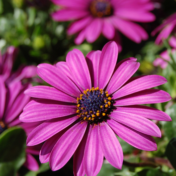 Osteospermum Margarita Purple - Margarita Purple Osteospermum Margarita Purple - Margarita Purple