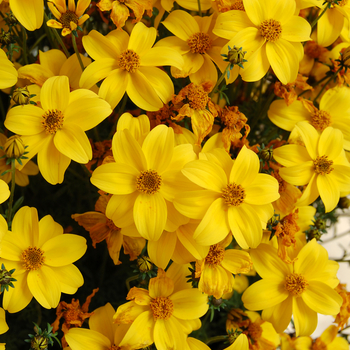 Bidens - Mega Charm Bidens Bidens - Mega Charm Bidens