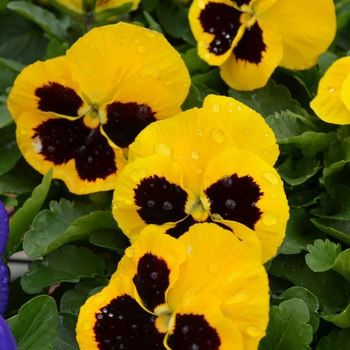 Viola x wittrockiana 'Matrix® Yellow Blotch' - Matrix Yellow Blotch Viola x wittrockiana 'Matrix® Yellow Blotch' - Matrix Yellow Blotch