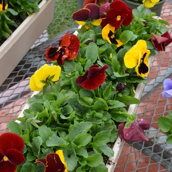 Viola x wittrockiana 'Spring Matrix® Autumn Blaze' - Autumn Blaze Mix Viola x wittrockiana 'Spring Matrix® Autumn Blaze' - Autumn Blaze Mix