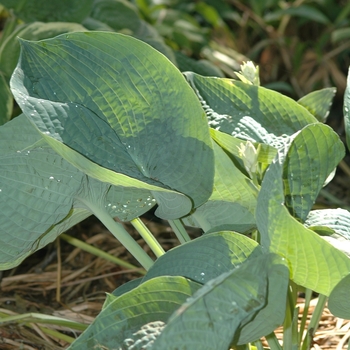 Hosta 'Abiqua Drinking Gourd' - Abiqua Drinking Gourd Hosta Hosta 'Abiqua Drinking Gourd' - Abiqua Drinking Gourd Hosta
