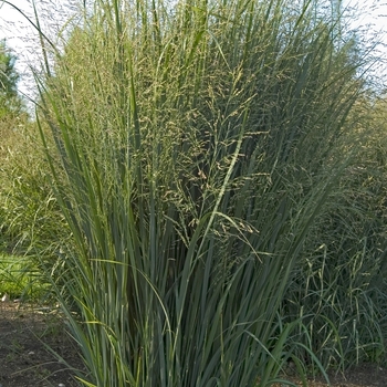 Panicum virgatum 'Northwind' - Northwind Switch Grass Panicum virgatum 'Northwind' - Northwind Switch Grass