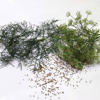 Anethum graveolens 'Tetra' - Tetra Dill Anethum graveolens 'Tetra' - Tetra Dill