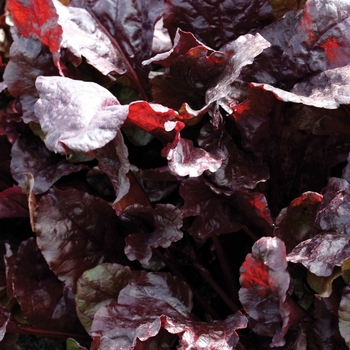 Beta vulgaris - 'Bull's Blood' Beet Beta vulgaris - 'Bull's Blood' Beet