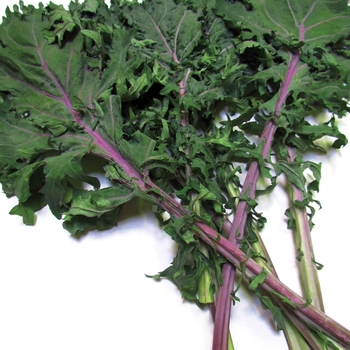Brassica oleracea Acephala group - Red Russian Kale Brassica oleracea Acephala group - Red Russian Kale
