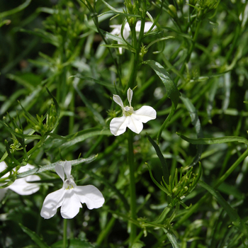 Lobelia - Snow White Lobelia Lobelia - Snow White Lobelia