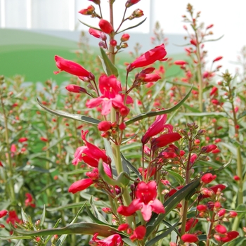 Penstemon 'Red Riding Hood' - Red Riding Hood Beardtongue