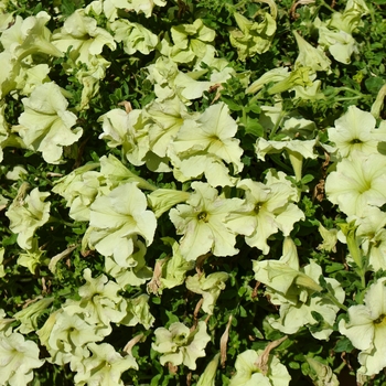 Petunia hybrid - Pistachio Cream Ray Series Petunia hybrid - Pistachio Cream Ray Series