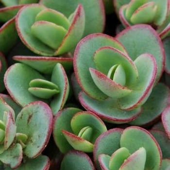 Sedum 'SunSparkler Lime Zinger' - SunSparkler® Lime Zinger Sedum Sedum 'SunSparkler Lime Zinger' - SunSparkler® Lime Zinger Sedum