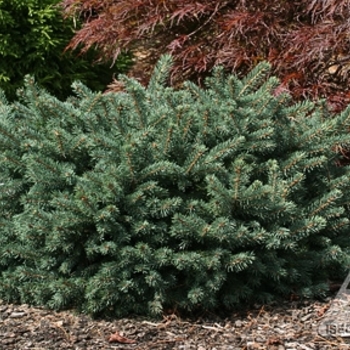 Picea pungens 'Waldbrunn' - Waldbrunn Spruce