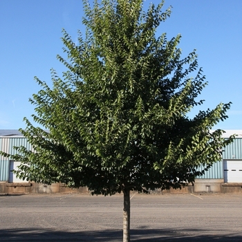 Ulmus japonica x New Horizon - New Horizon Elm