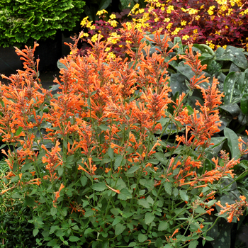 Agastache 'Kudos Madarin' - Dwarf hummingbird mint Agastache 'Kudos Madarin' - Dwarf hummingbird mint