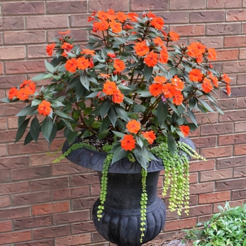 Impatiens x hybrida - SunPatiens® Compact Electric Orange Impatiens x hybrida - SunPatiens® Compact Electric Orange