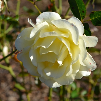 Rosa 'BAIine' - Yellow Submarine Rose