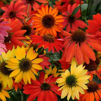 Echinacea 'Cheyenne Spirit' - Cheyenne Spirit Coneflower Echinacea 'Cheyenne Spirit' - Cheyenne Spirit Coneflower