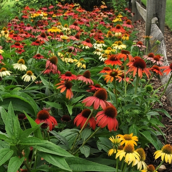 Echinacea hybrida 'Cheyenne Spirit' - Coneflower Echinacea hybrida 'Cheyenne Spirit' - Coneflower