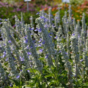 Salvia farinacea 'Sallyfun™ Sky Blue' - Mealycup Sage Salvia farinacea 'Sallyfun™ Sky Blue' - Mealycup Sage