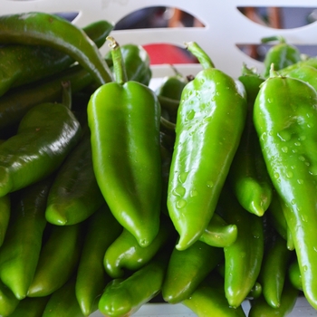 Capsicum annum 'Anaheim' - Anaheim Chili Pepper Capsicum annum 'Anaheim' - Anaheim Chili Pepper