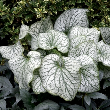 Brunnera macrophylla 'Alexander's Great' - Alexander's Great Brunnera