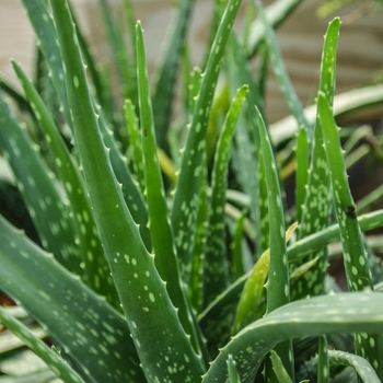 Aloe barbadensis - Aloe Aloe barbadensis - Aloe