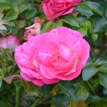 Rosa 'BAIset' - Sunrise Sunset Rose