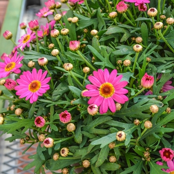 Argyranthemum frutescens 'Grandaisy Deep Pink™' - Grandaisy Dark Pink Argyranthemum frutescens 'Grandaisy Deep Pink™' - Grandaisy Dark Pink