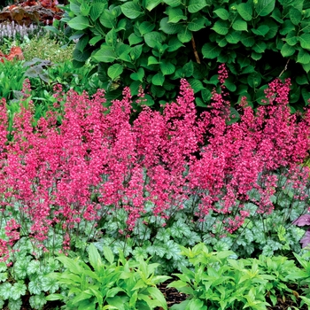 Heuchera 'Paris' - Paris Coral Bells Heuchera 'Paris' - Paris Coral Bells