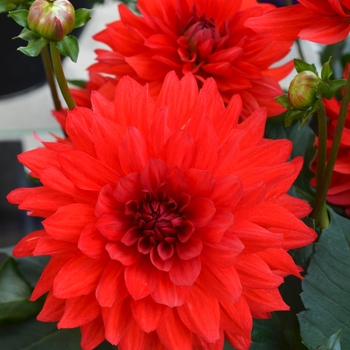 Dahlia hybrida 'XXL Taxco' - XXL Taxco Dahlia Dahlia hybrida 'XXL Taxco' - XXL Taxco Dahlia