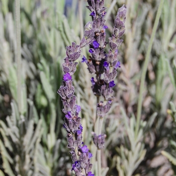 Lavendula angustifolia 'Goodwin Creek' - Goodwin Creek Lavender Lavendula angustifolia 'Goodwin Creek' - Goodwin Creek Lavender