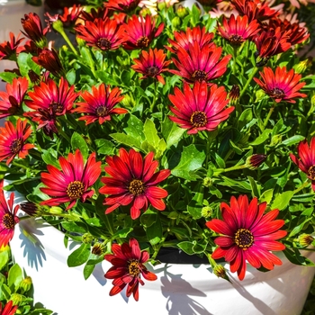 Osteospermum hybrid - Margarita Rioja Red Osteospermum hybrid - Margarita Rioja Red