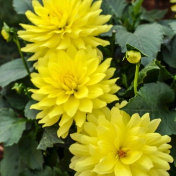 Dahlia hybrid 'XXL Durango' - XXL Durango Dahlia Dahlia hybrid 'XXL Durango' - XXL Durango Dahlia