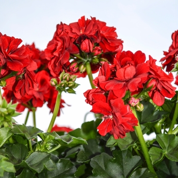 Pelargonium peltatum - Great Balls of Fire™ Red Geranium Pelargonium peltatum - Great Balls of Fire™ Red Geranium