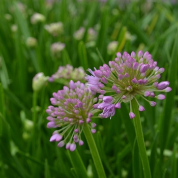 Allium 'Millennium' - Ornamental Onion Allium 'Millennium' - Ornamental Onion
