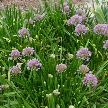 Allium 'Millennium' - Millenium Allium