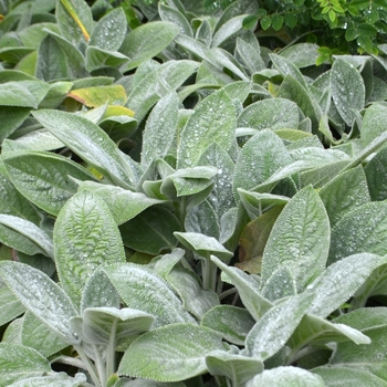 Stachys byzantina 'Helene von Stein' - Lambs' Ears Stachys byzantina 'Helene von Stein' - Lambs' Ears