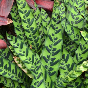 Calathea lancifolia - Rattlesnake Plant Calathea lancifolia - Rattlesnake Plant