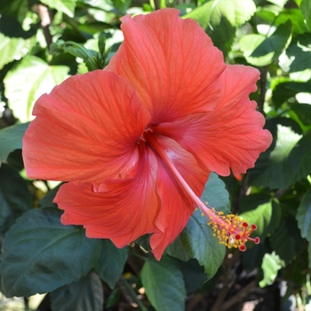 Hibiscus rosa-sinensis - Red Tropical Hibiscus Hibiscus rosa-sinensis - Red Tropical Hibiscus