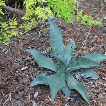 Agave 'Stormy Sieze' - Agave Agave 'Stormy Sieze' - Agave