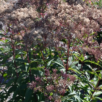 Eupatorium dubium 'Baby Joe' - Baby Joe Pyeweed Eupatorium dubium 'Baby Joe' - Baby Joe Pyeweed
