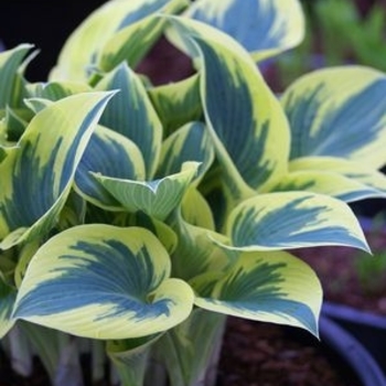 Hosta 'First Frost' - First Frost Hosta Hosta 'First Frost' - First Frost Hosta