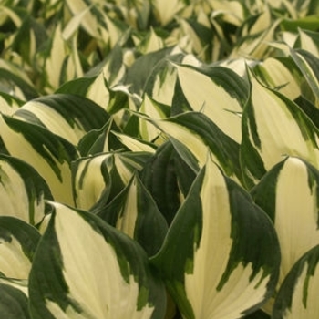 Hosta 'Reversed Patriot' - Reversed Patriot Hosta Hosta 'Reversed Patriot' - Reversed Patriot Hosta