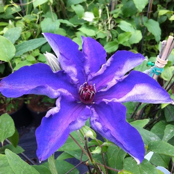 Clematis 'The President' - The President Clematis Clematis 'The President' - The President Clematis