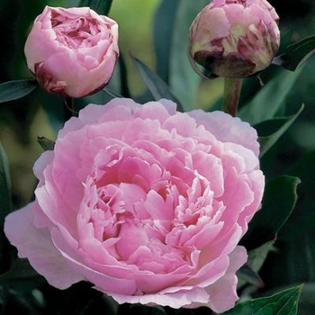 Paeonia 'Mons. Jules Elie' - Mons. Jules Elie Peony Paeonia 'Mons. Jules Elie' - Mons. Jules Elie Peony