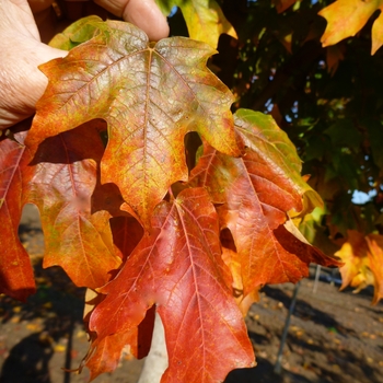 Acer saccharum 'Bailsta' - Fall Fiesta® Sugar Maple