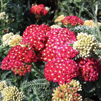 Achillea millefolium 'Strawberry Seduction' - Strawberry Seduction Yarrow Achillea millefolium 'Strawberry Seduction' - Strawberry Seduction Yarrow